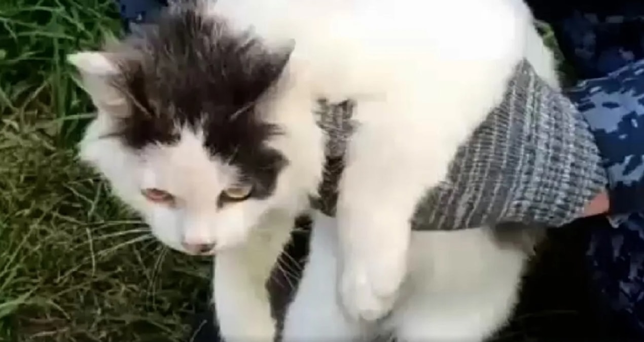 Cezaevine uyuşturucu sokmak için kullanılan kedi yakalandı