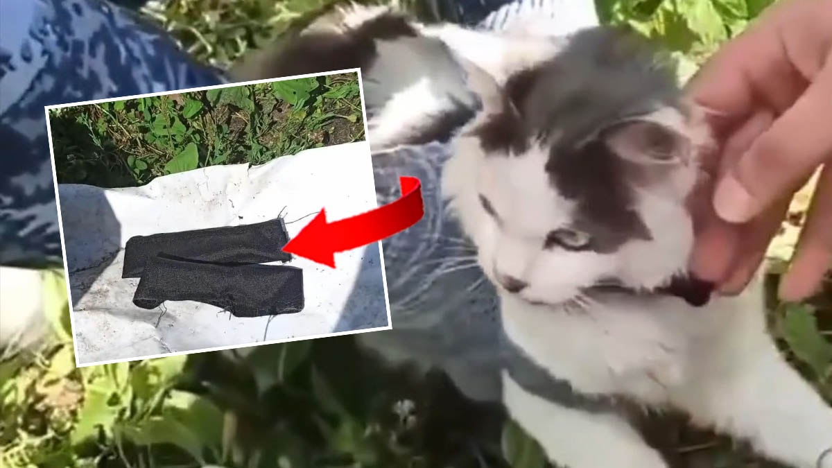 Cezaevine uyuşturucu taşıyan 'kurye kedi' yakalandı
