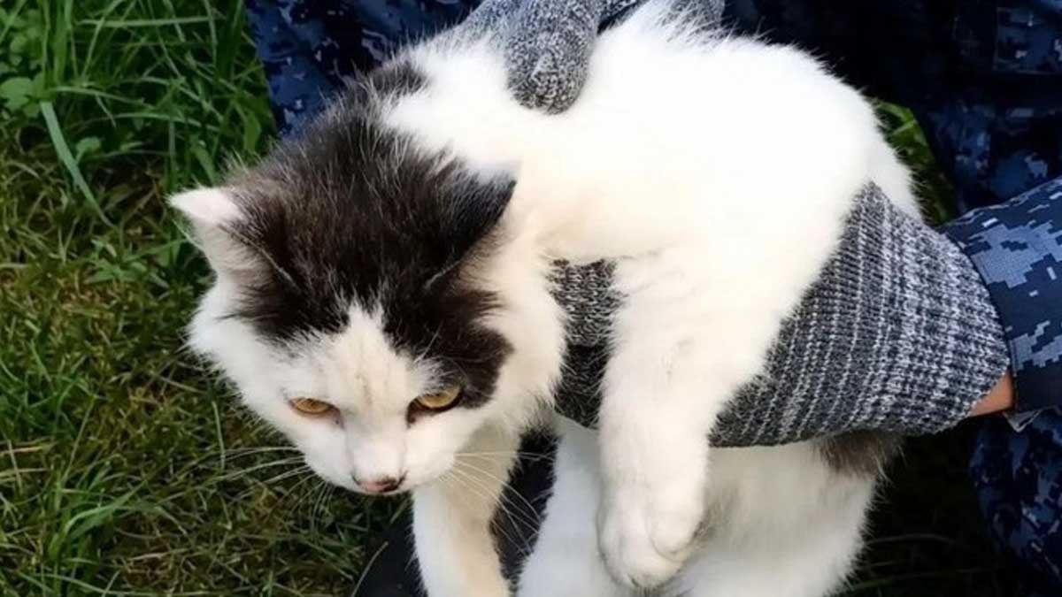 Kedi uyuşturucu kuryesi olarak yakalandı