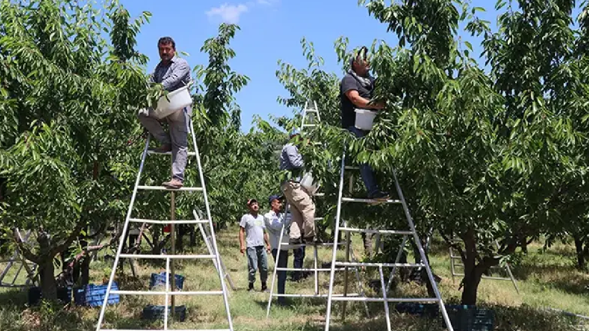 Hasat başladı 15 bin rekolte bekleniyor: Avrupa'ya gönderilecek
