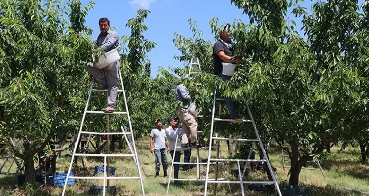 Hasat başladı 15 bin ton rekolte bekleniyor: Avrupa'ya gönderilecek