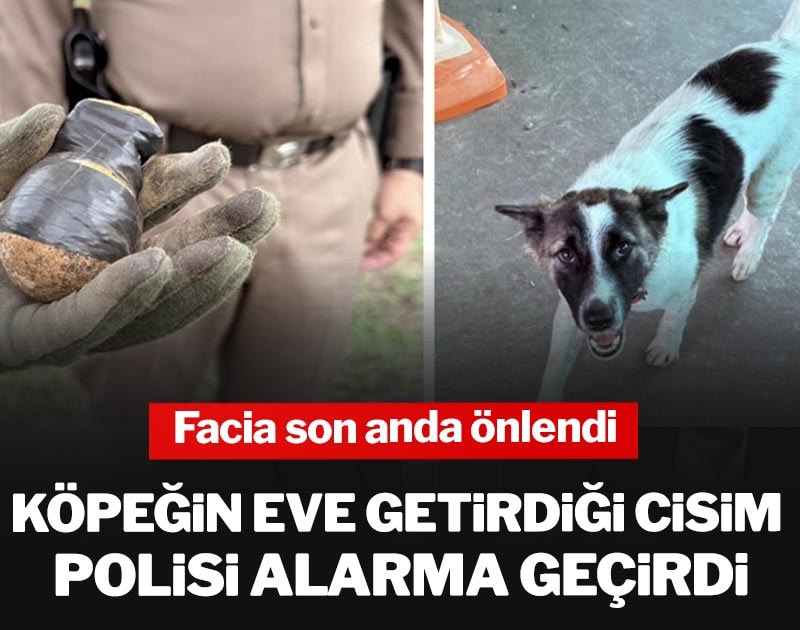 Köpeğin eve getirdiği cisim polisi alarma geçirdi: Facia son anda önlendi
