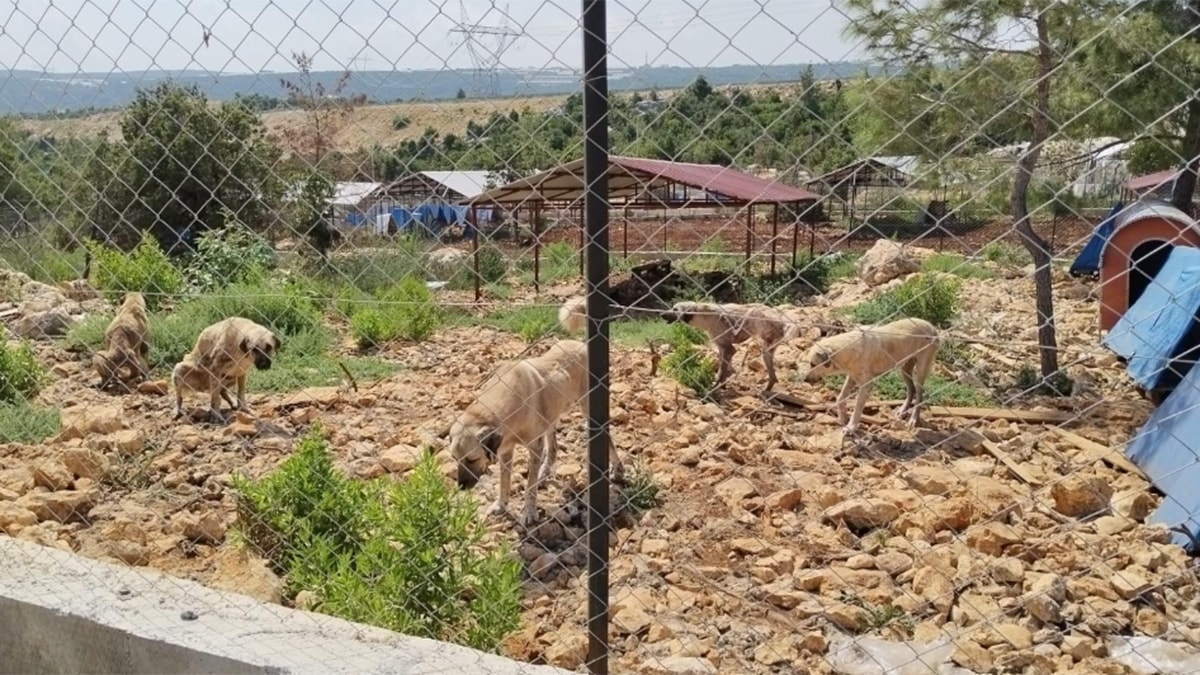 Barınak değil esaret: 600 hayvan kayalıkta yaşam mücadelesi veriyor"