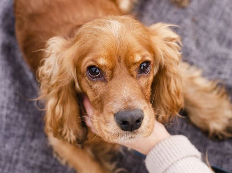 Yıllardır renk kötü deniliyordu: Köpekler aslında dünyayı böyle görüyormuş