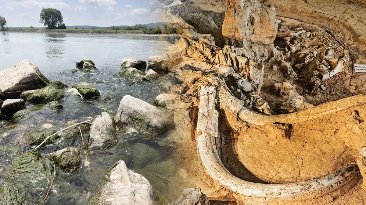 Nehir çekilince dev kemikler ortaya çıktı