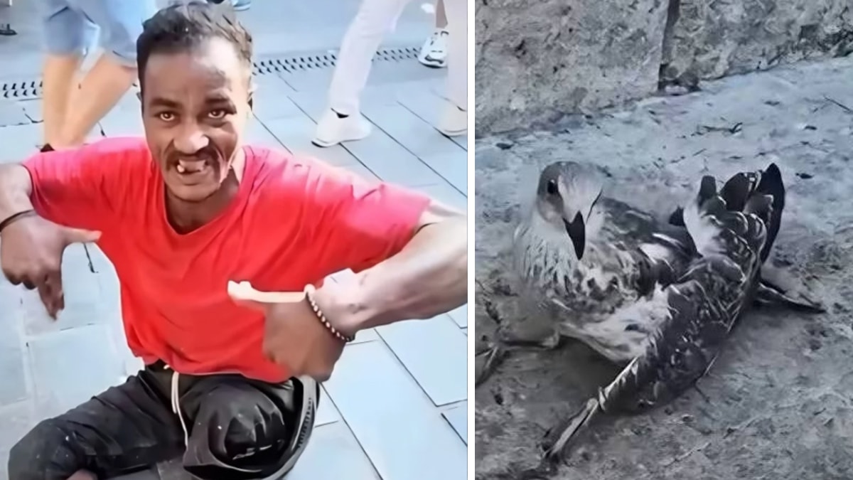 Martıların kanat ve bacaklarını falçatayla kesen cani bakın kim çıktı