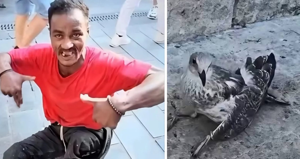 Martıların kanat ve bacaklarını falçatayla kesen cani bakın kim çıktı