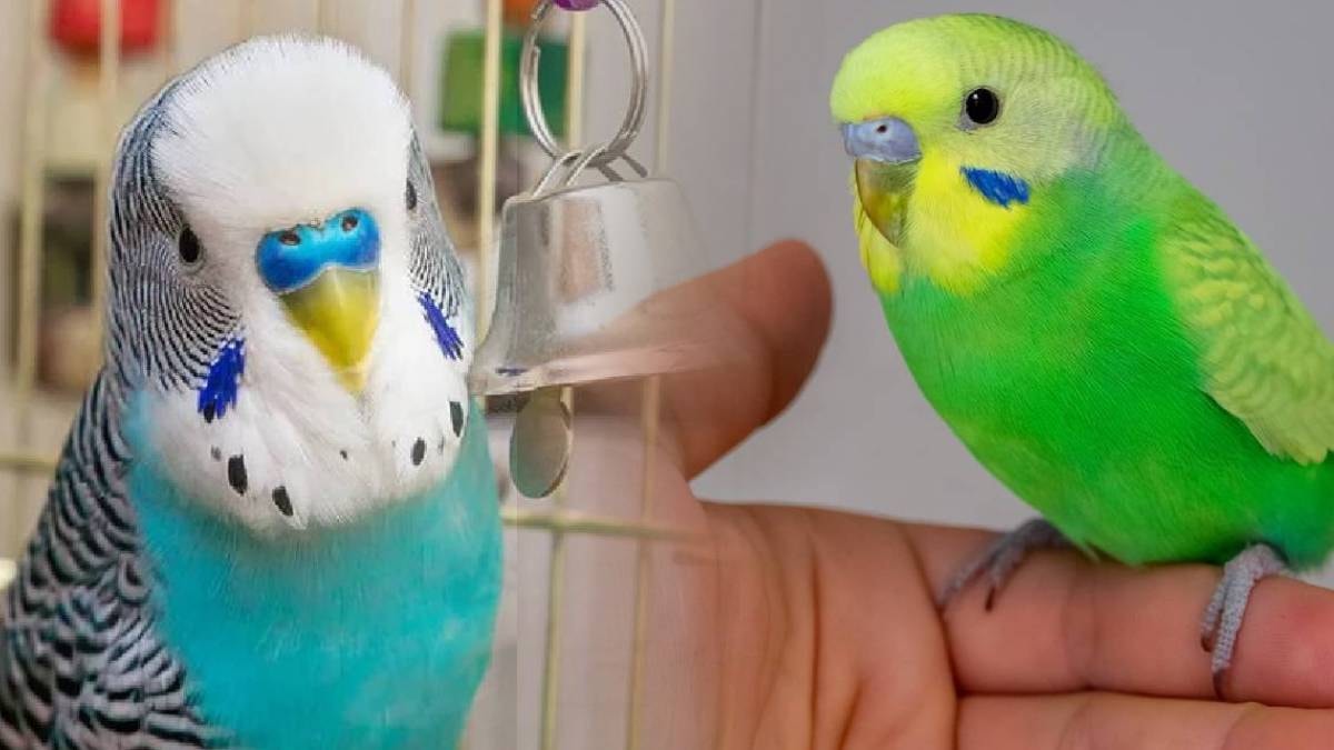 Papağanları bile geride bırakacak: Muhabbet kuşunu konuşturmak bu kadar basitmiş