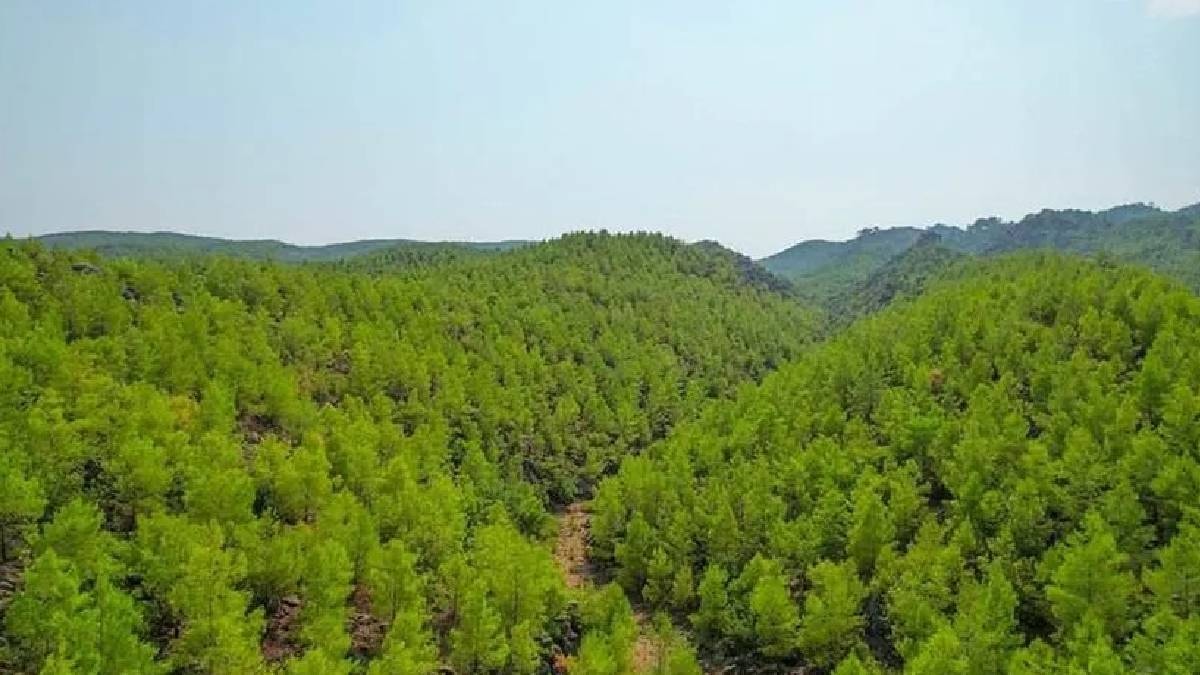 Ormanda bedava topladı 21 günde evini yaptı