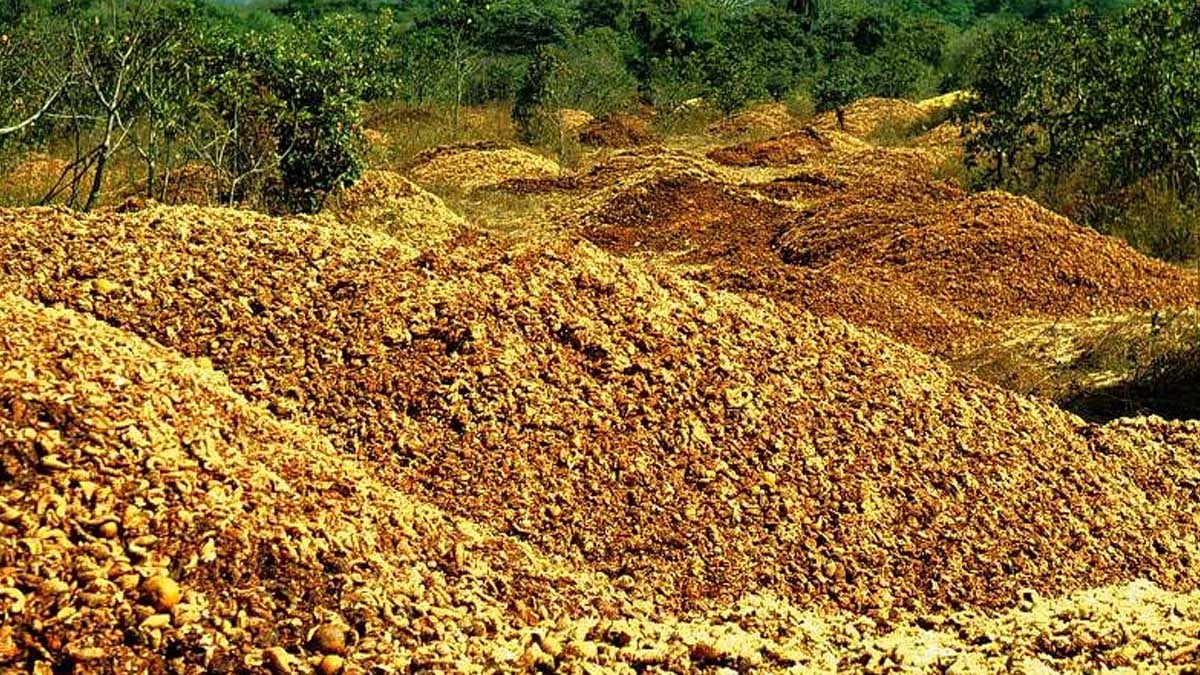 12 bin ton portakal kabuğunu kamyon kasalarıyla toprağa döküp gittiler