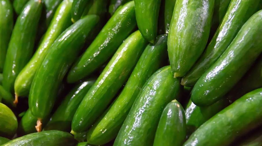 Salatalıklar kuruduysa sakın çöpe atmayın: Salatalığı suya doyuran hile bulundu