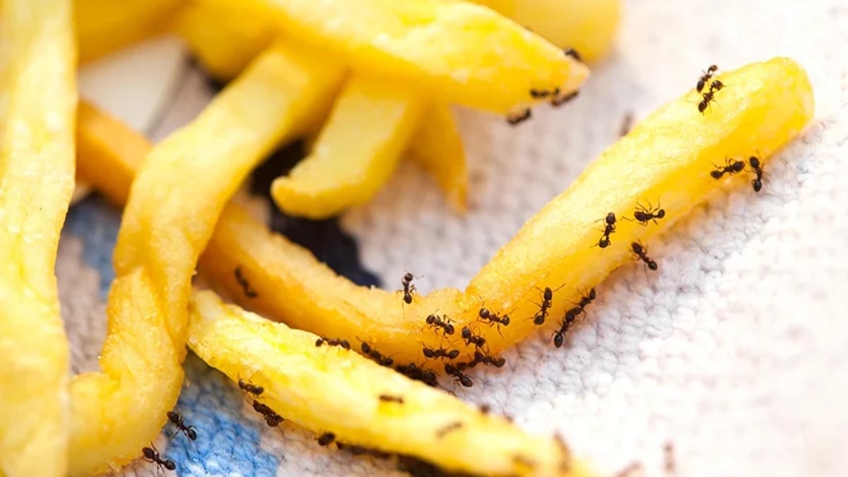 Michelin Yıldızlı Şefe ‘Karınca’ Şoku