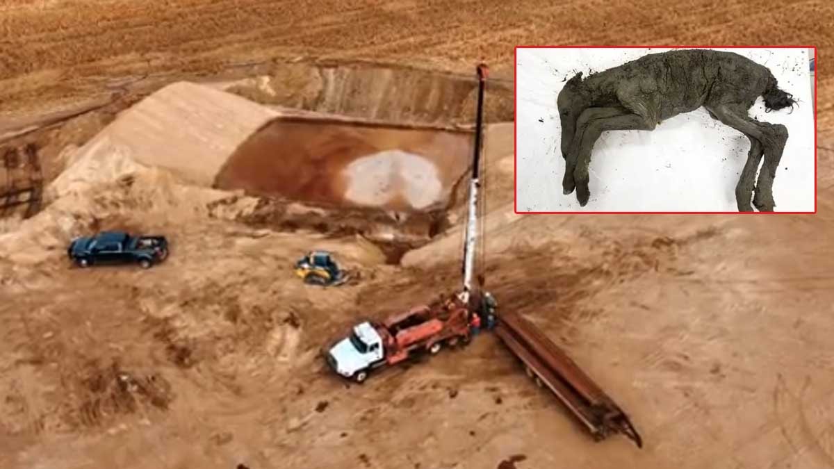 Damarlarındaki kanı bile kurumamış 42 bin yıllık tay bulundu 