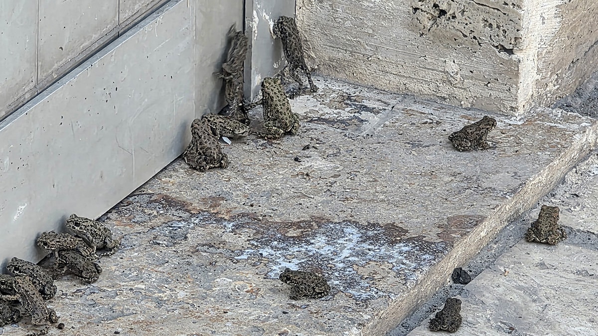 Sağanak sonrası ortaya çıktılar, 2 bin metrelik hat boyunca görüldüler