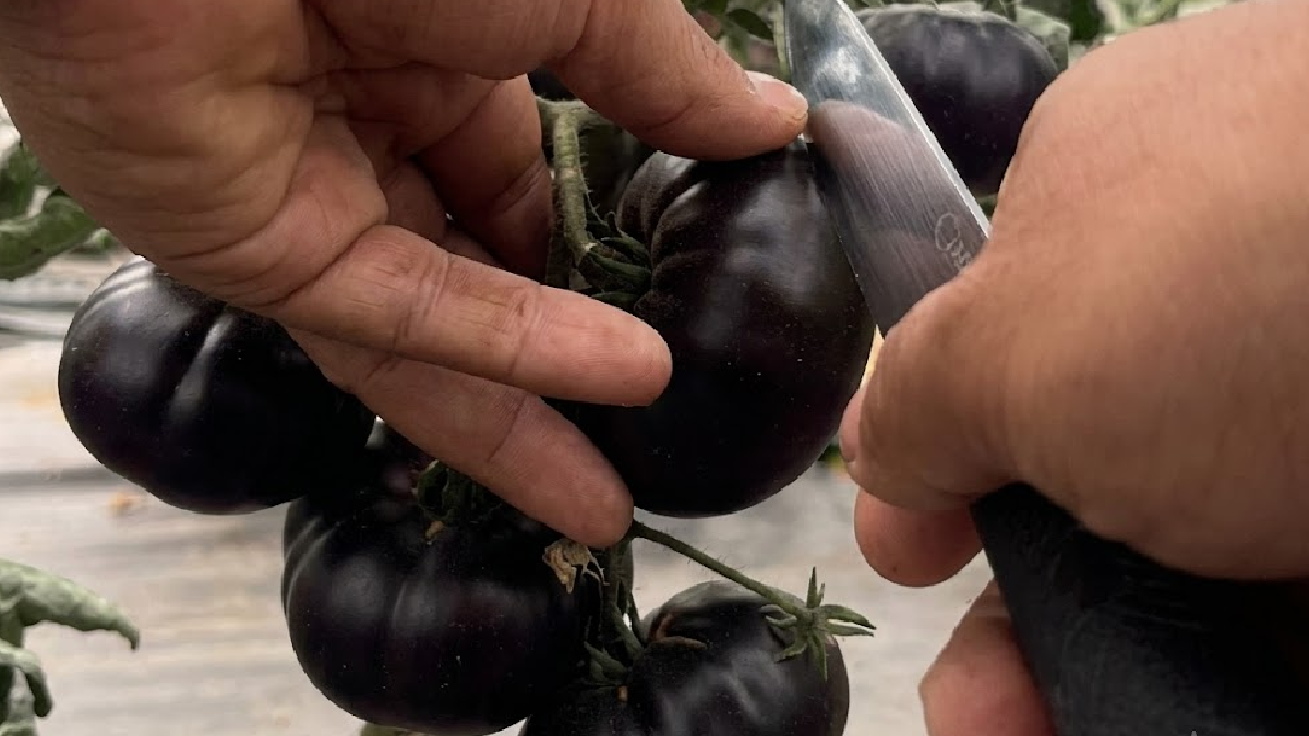 Bakanlık paylaştı: Herkes aynı sorunun cevabını merak ediyor