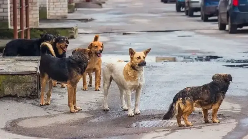 Ankara'da 52 bin sahipsiz sokak hayvanı toplatıldı