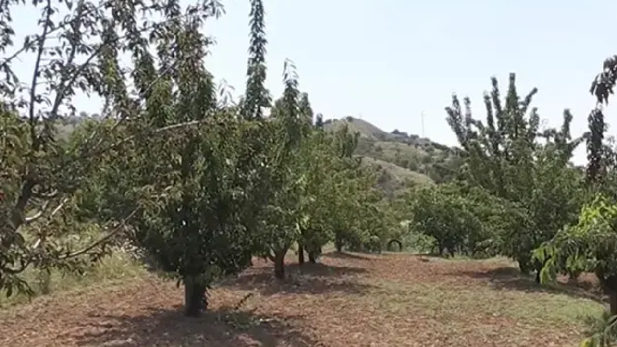 Adına özel türküsü bile var: Donsuzluk hasadı coşturdu
