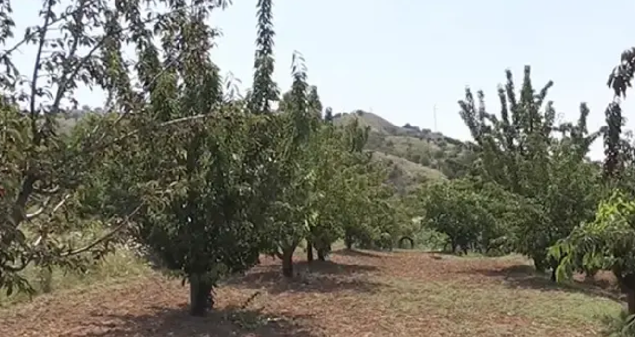 Donsuzluk hasadı uçurdu