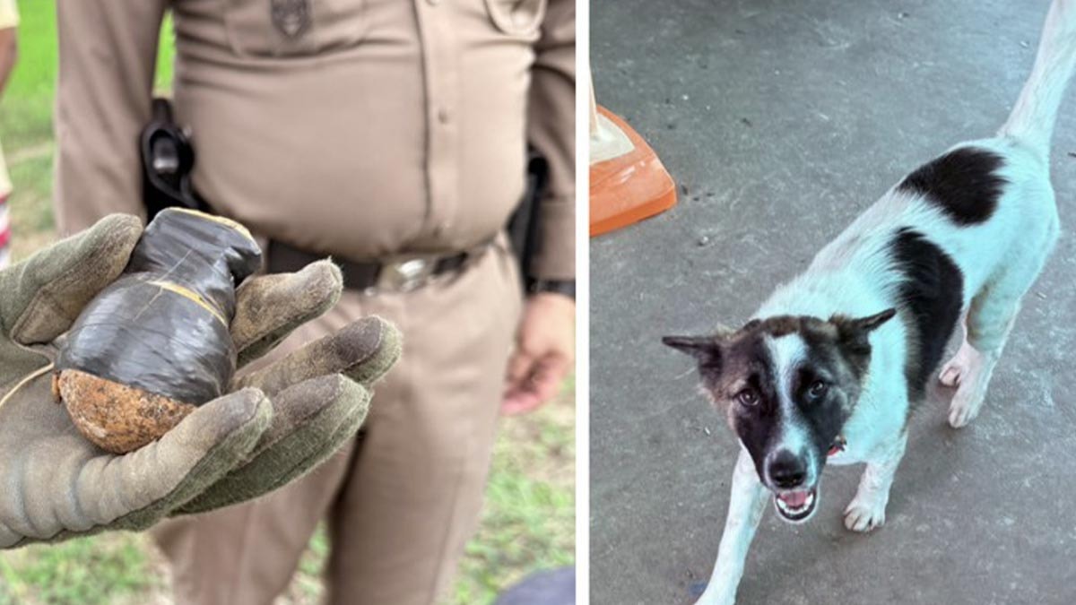 Köpeğin eve getirdiği cisim polisi alarma geçirdi: Facia son anda önlendi