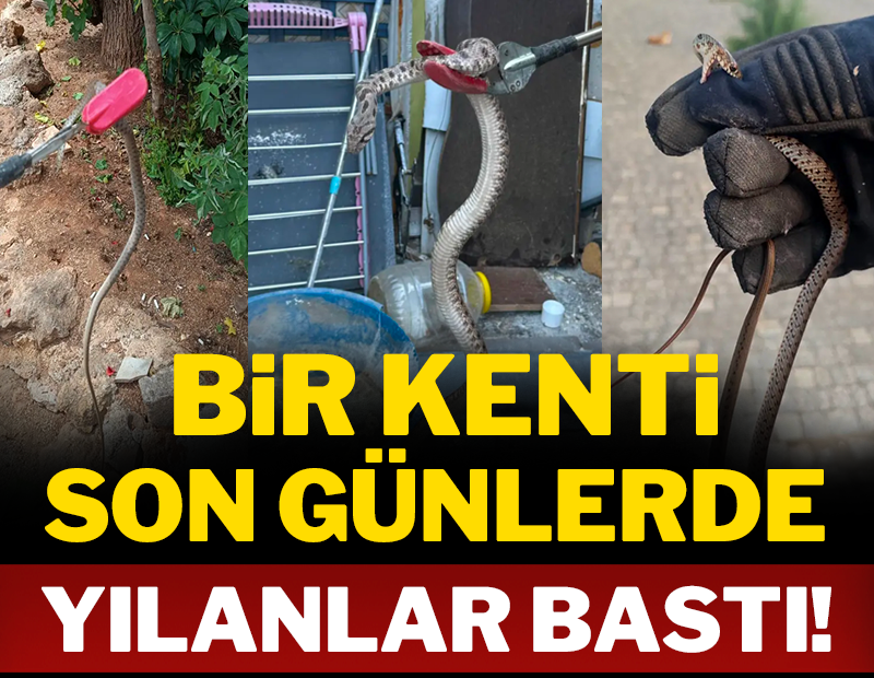 Bir kenti son günlerde yılanlar bastı!