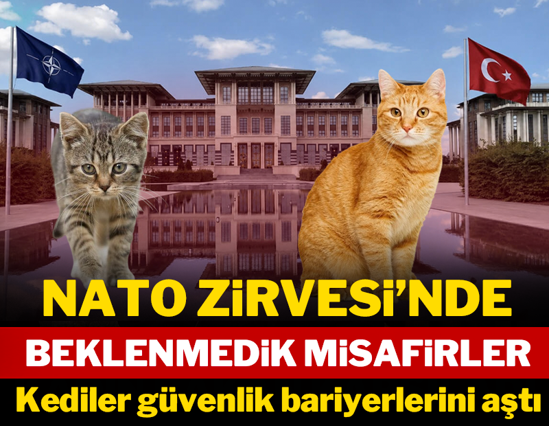NATO'nun güvenlik bariyeri Türkiye'nin kedilerine işlemedi