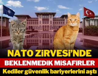 NATO'nun güvenlik bariyeri Türkiye'nin kedilerine işlemedi