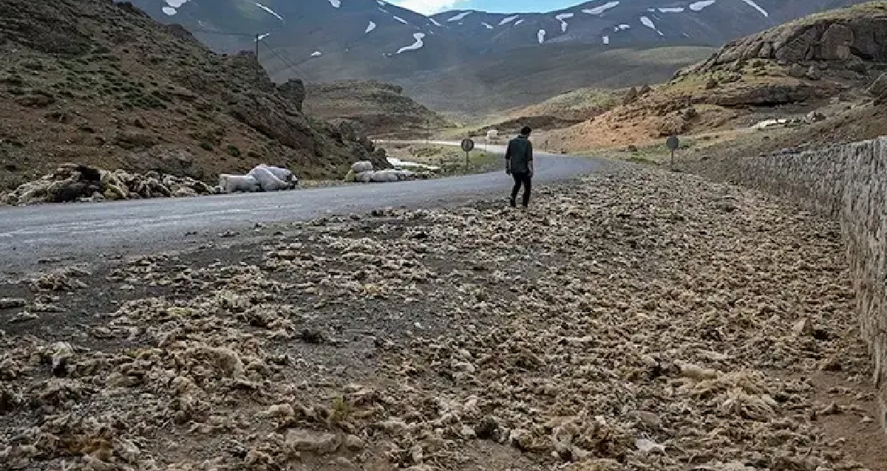 Van'da tonlarcası doğaya bırakıldı ama büyük felakete yol açacak - Sözcü Gazetesi