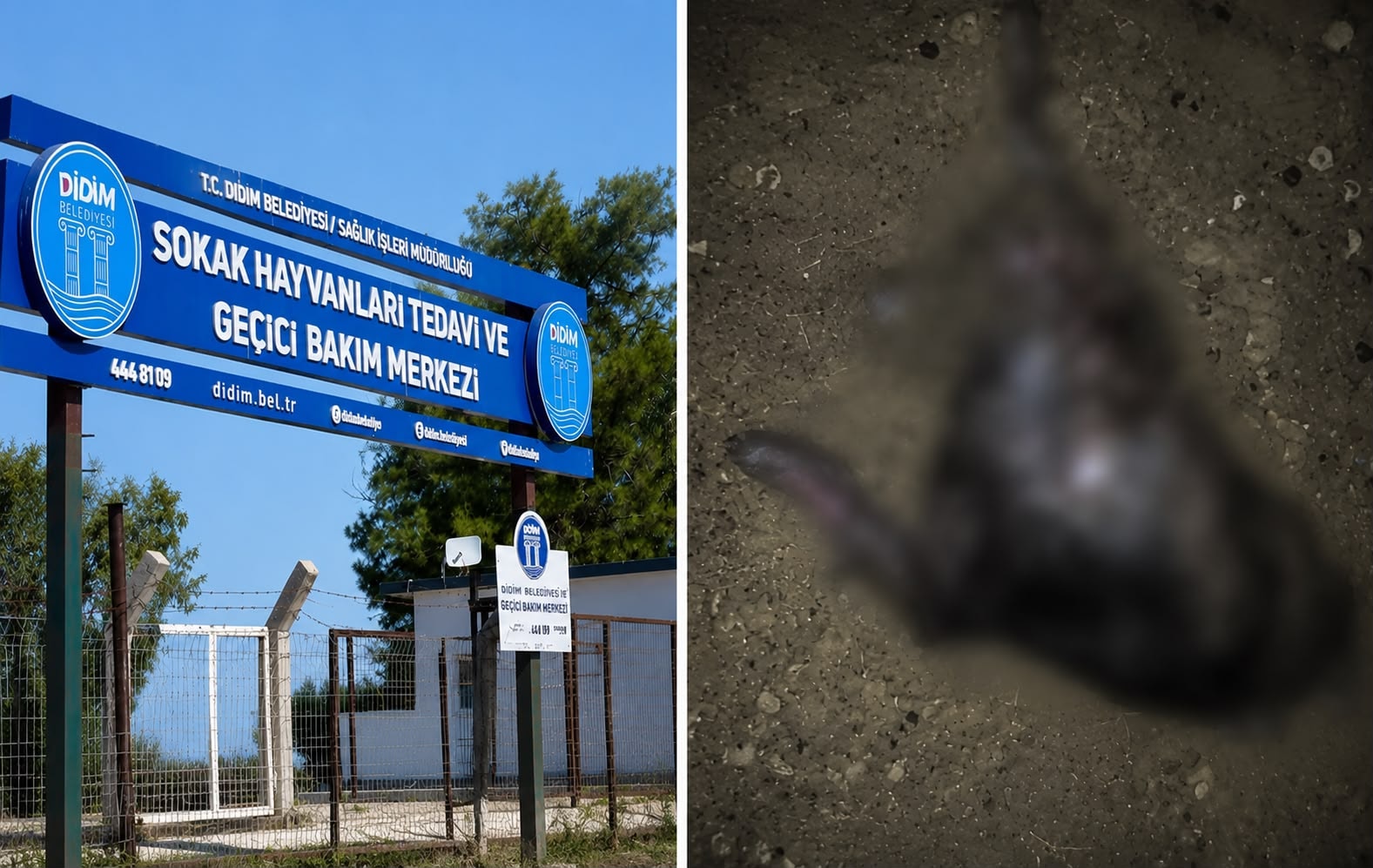 Barınakta skandal iddia