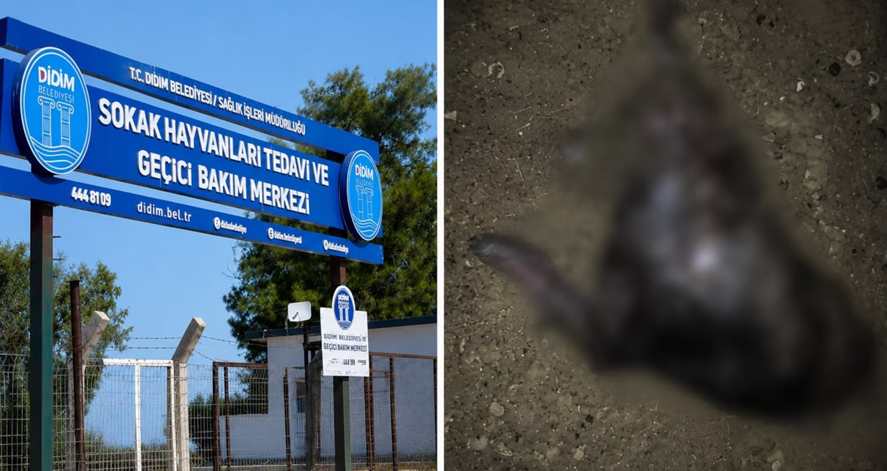 Barınakta skandal iddia