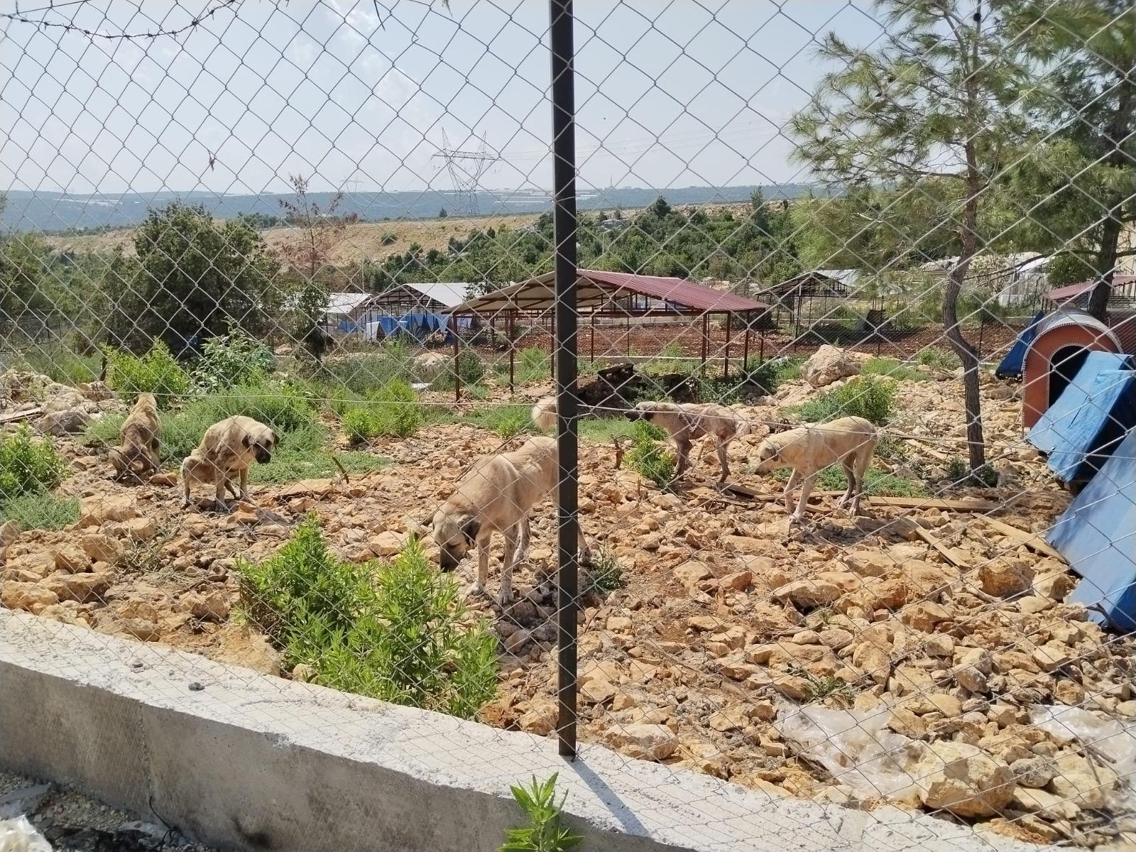 Barınak değil esaret: 600 hayvan kayalıkta yaşam mücadelesi veriyor