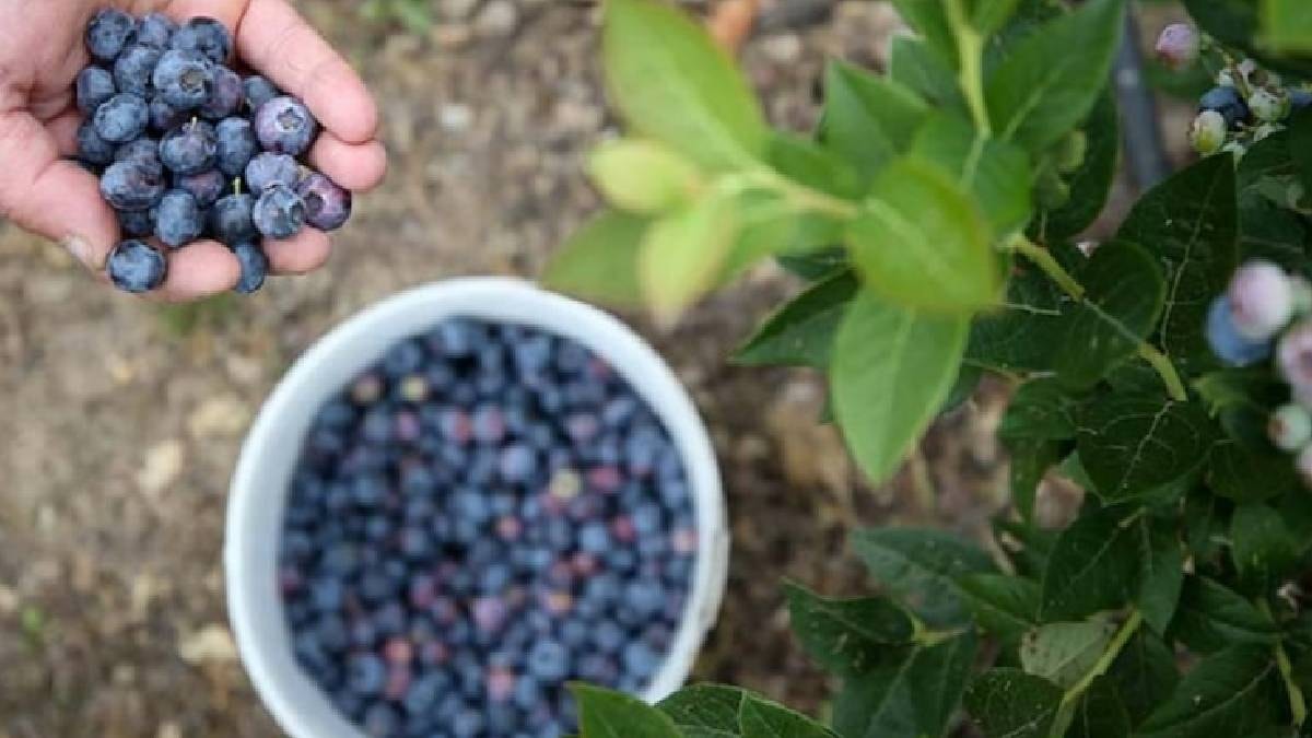 Bu kişiler asla yaban mersini tüketmemeli