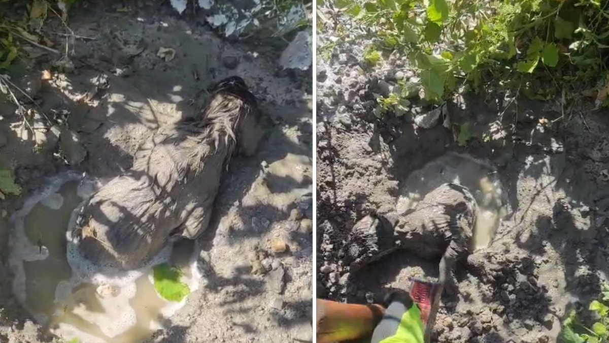 Yavru köpek mikserden dökülen betonun altında kaldı