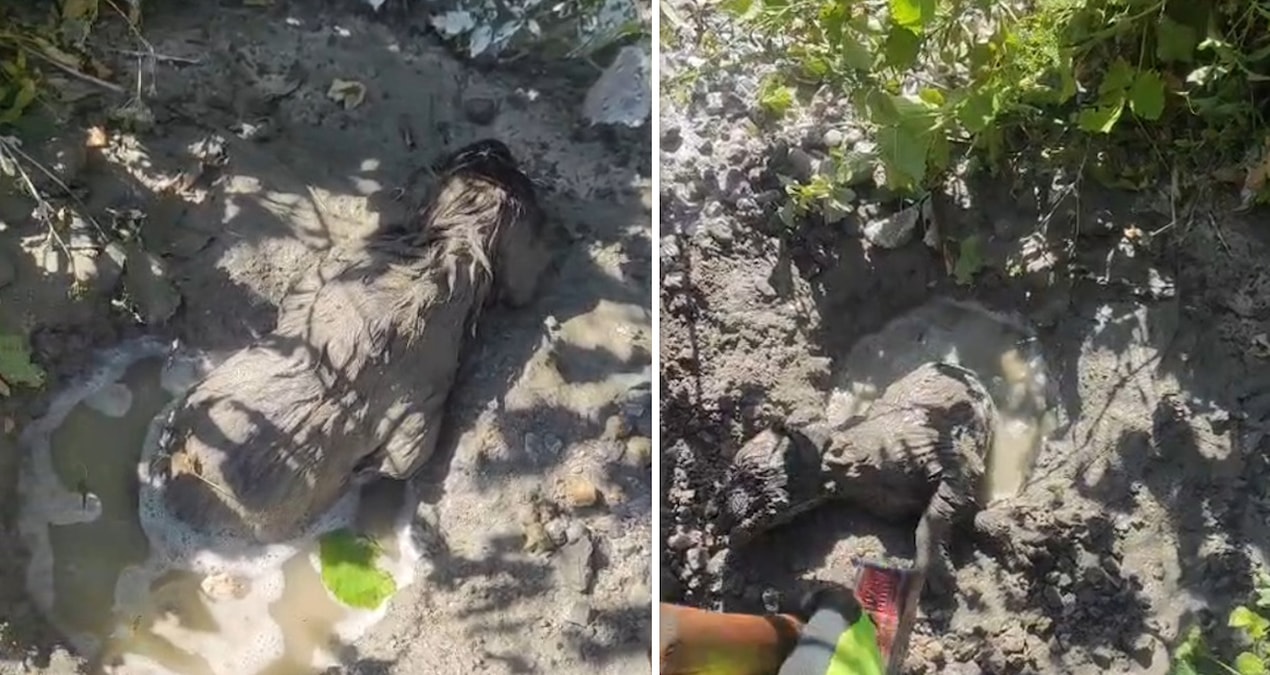 Yavru köpek mikserden dökülen betonun altında kaldı