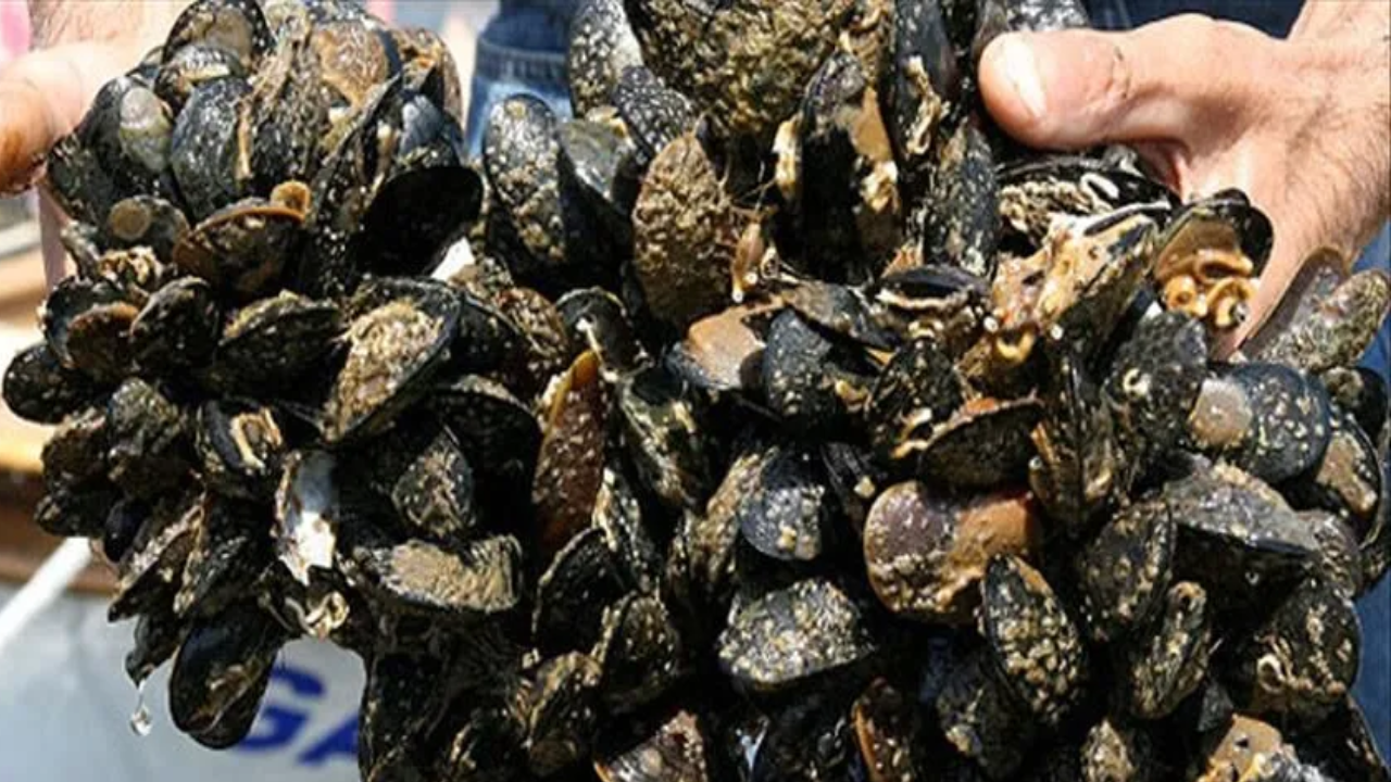 Yalova'da 3 ton kaçak avlanan midye yakalandı