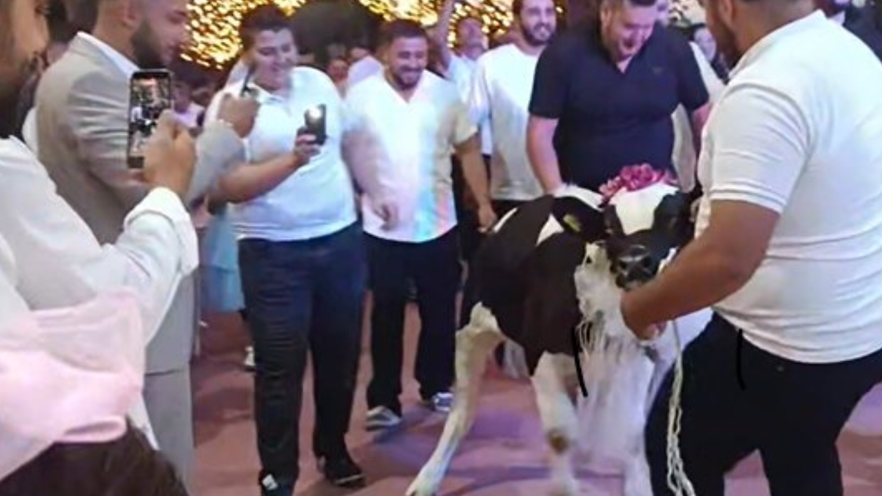 Damada dana taktılar