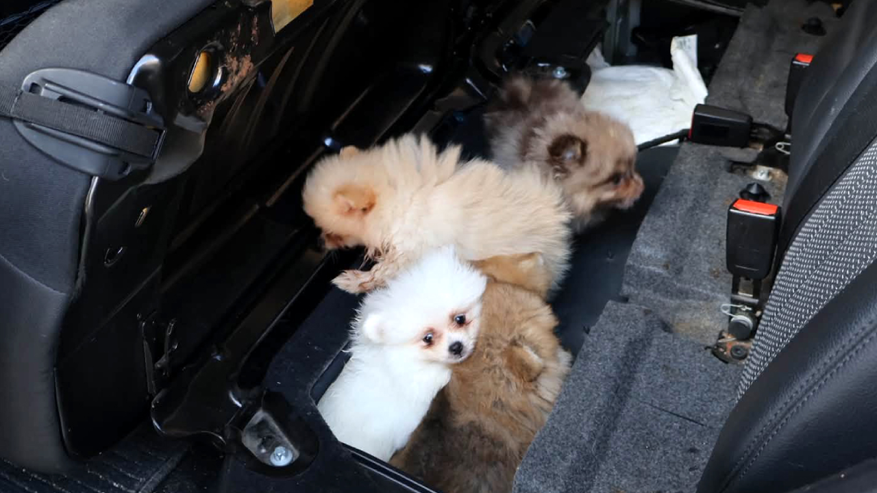 "Bu nasıl vicdansızlık!" Koltuk altına gizlenen 5 yavru köpek Kapıkule'de kurtarıldı