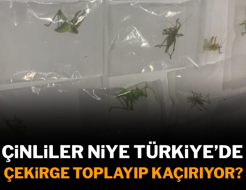 Çinliler neden bu çekirgelerin peşinde? Nemrut Dağı’ndaki sırrı ortaya çıktı