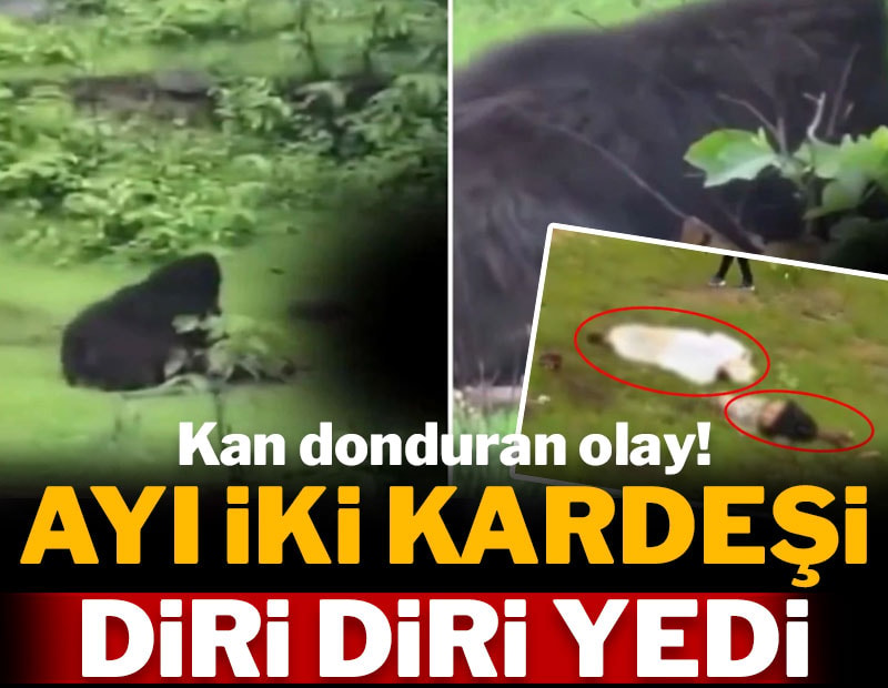 Kan donduran olay: Ayı 2 kardeşi yedi!