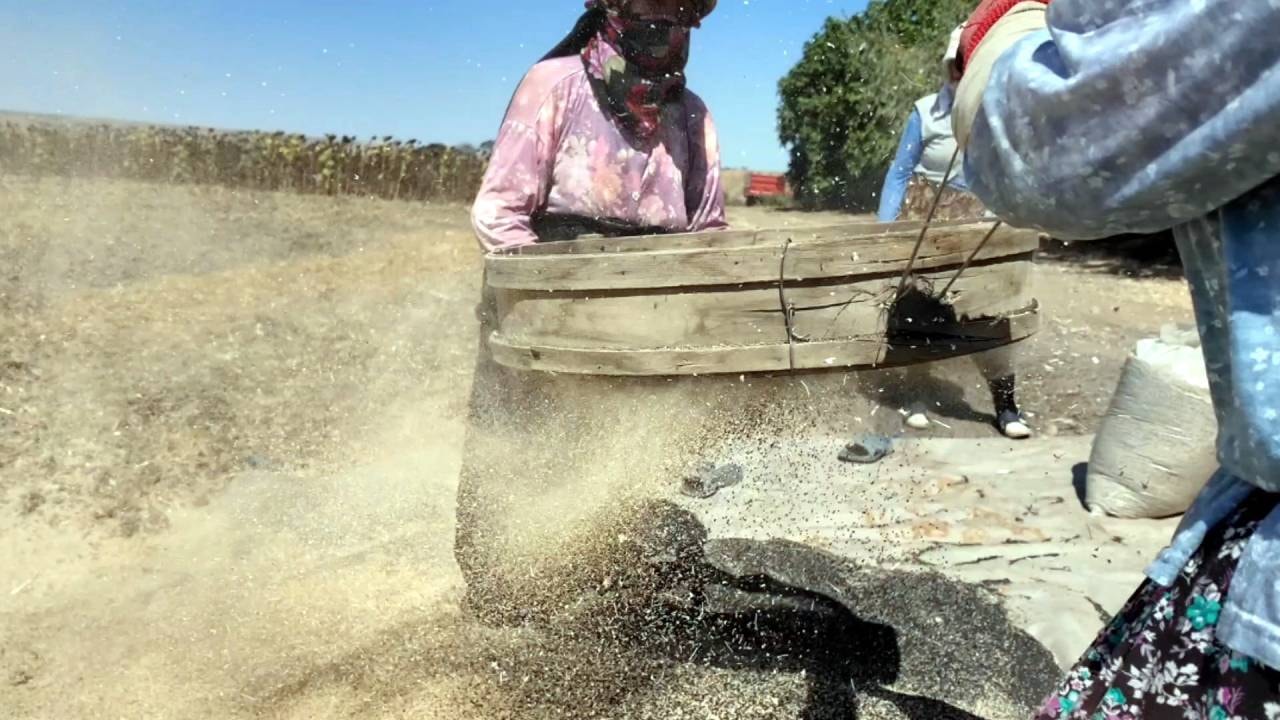 3 yılda bir hasat ediliyor: Tarlaya adım atan hüngür hüngür ağlıyor
