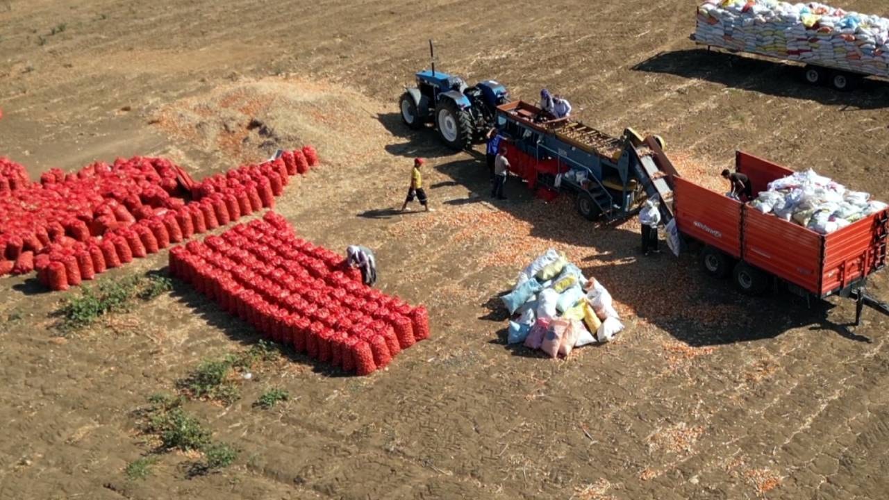 3 yılda bir hasat ediliyor: Tarlaya adım atan hüngür hüngür ağlıyor