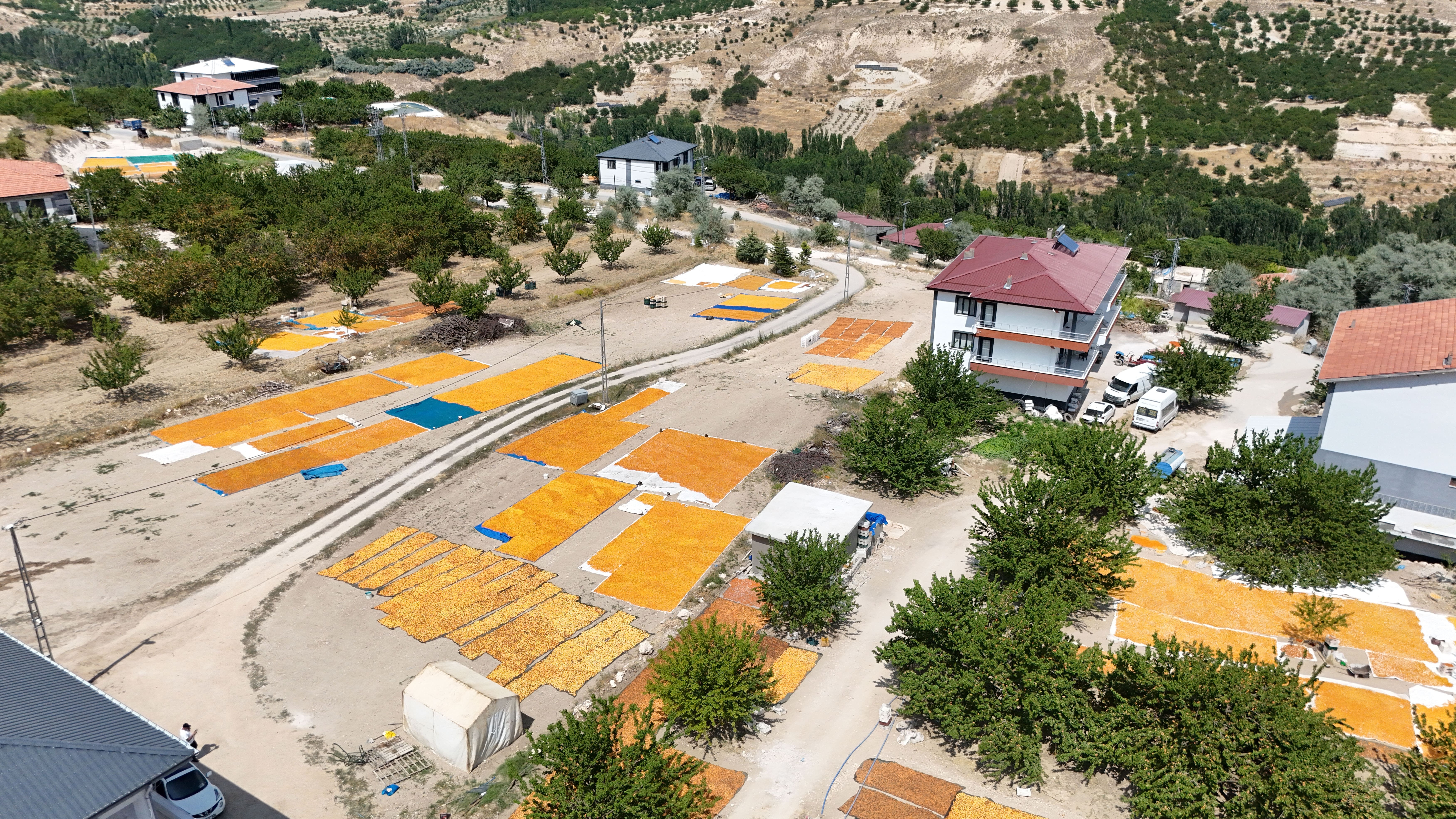 Tarlalara halı gibi serilen hasat başladı: Geçen yıl hiç yoktu, bu yıl rekor kırıyor