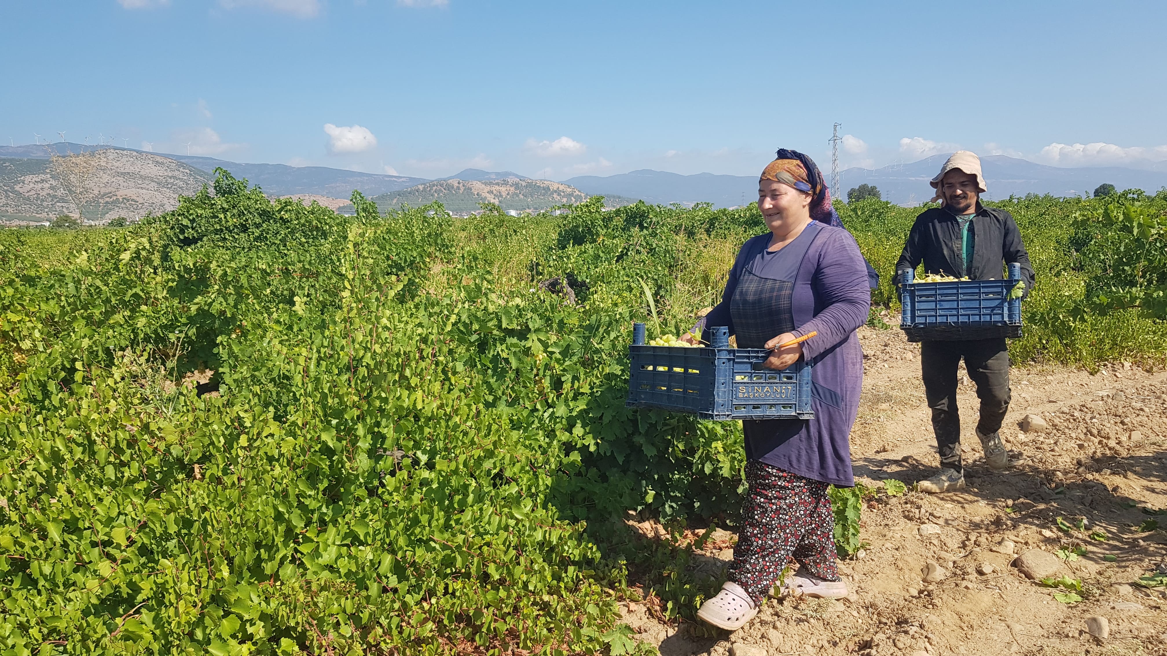 Türkiye'nin dünyaya sattığı üründe hasat mesaisi başladı