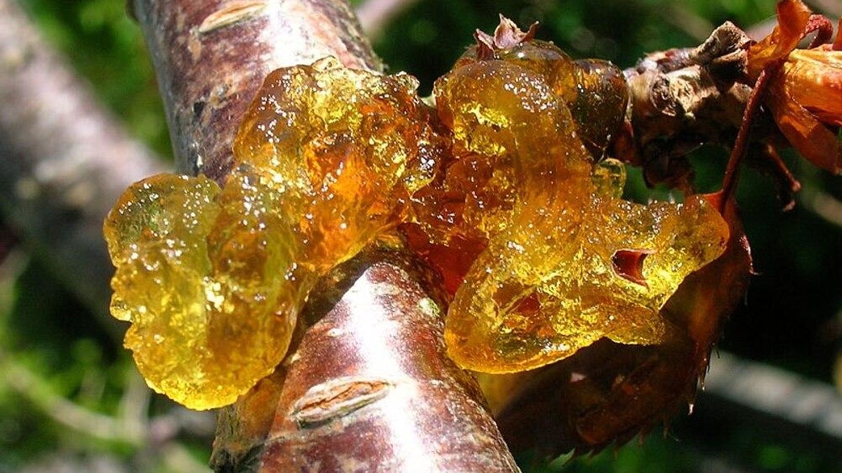 Ağaçlarda görülen bu yapışkan madde kabus oluyor