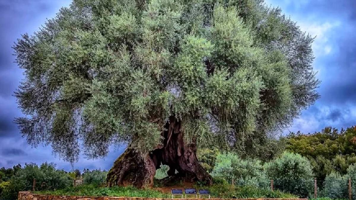 İmparatorluklar yıkıldı o ayakta kaldı: En yaşlı canlı 3700 yıldır hayatta