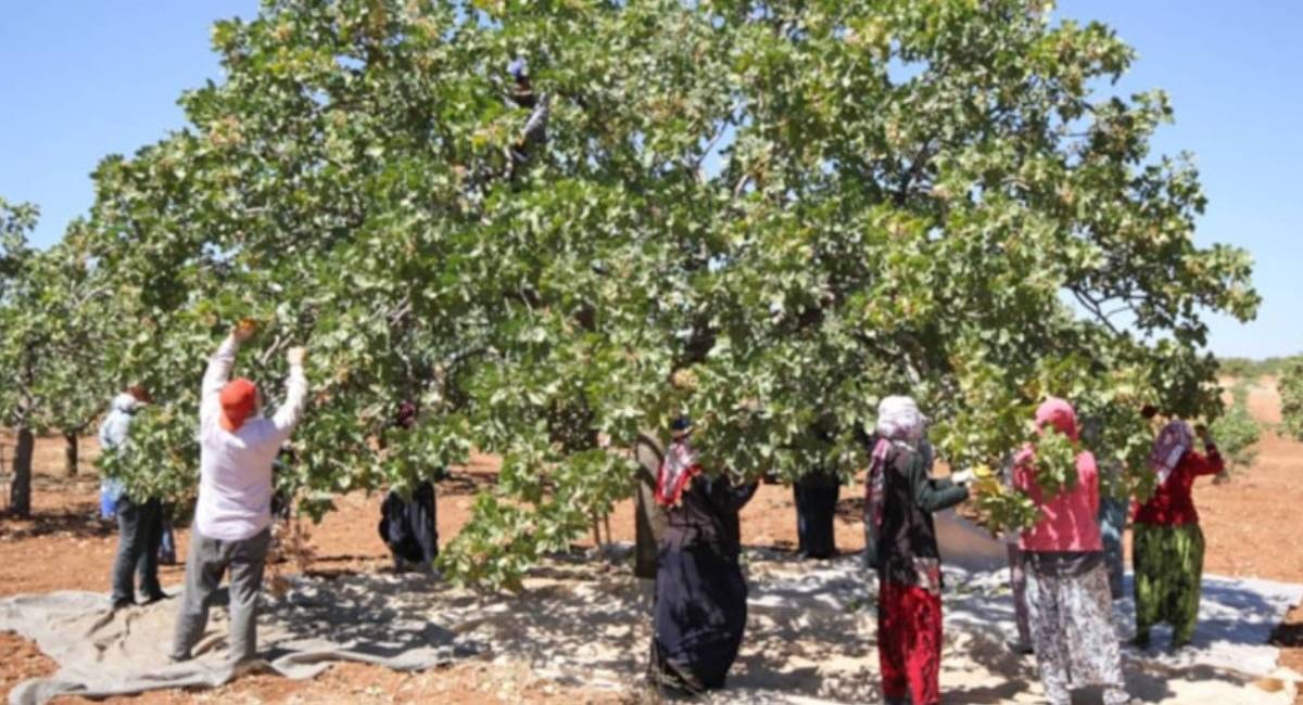 66 yıl önce askerlik yaptığı yerden köye getirdi: Her yıl rekor hasat yapıyor