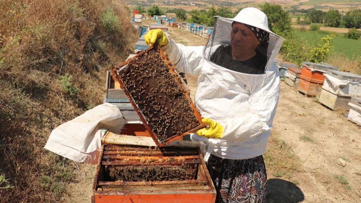 Tarlada tesadüfen buldu, hayatı değişti: Tek kovanı 450 kovana çıkardı