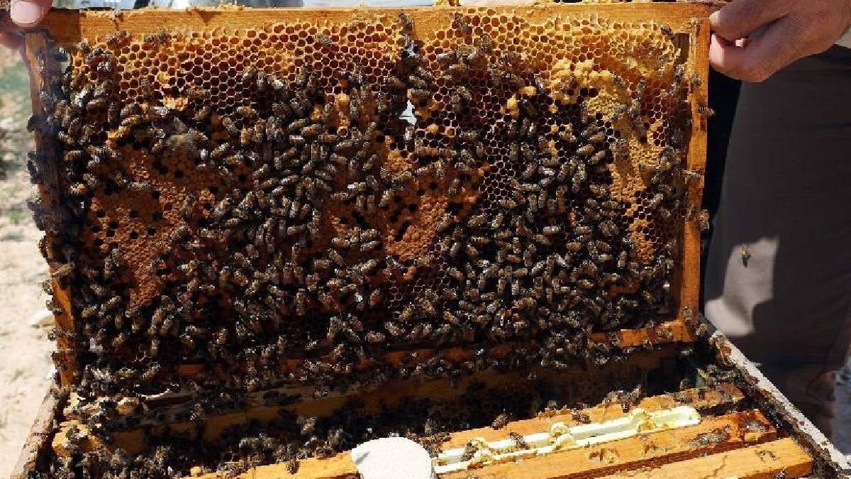 Uzaya fırlatılan 3300 arı imkansızı başardı
