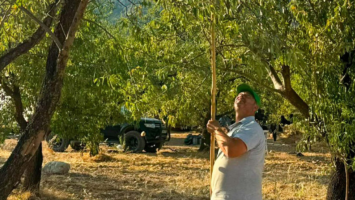 Bir avuç toplayanın yüzü gülüyor: Hasadı resmen başladı