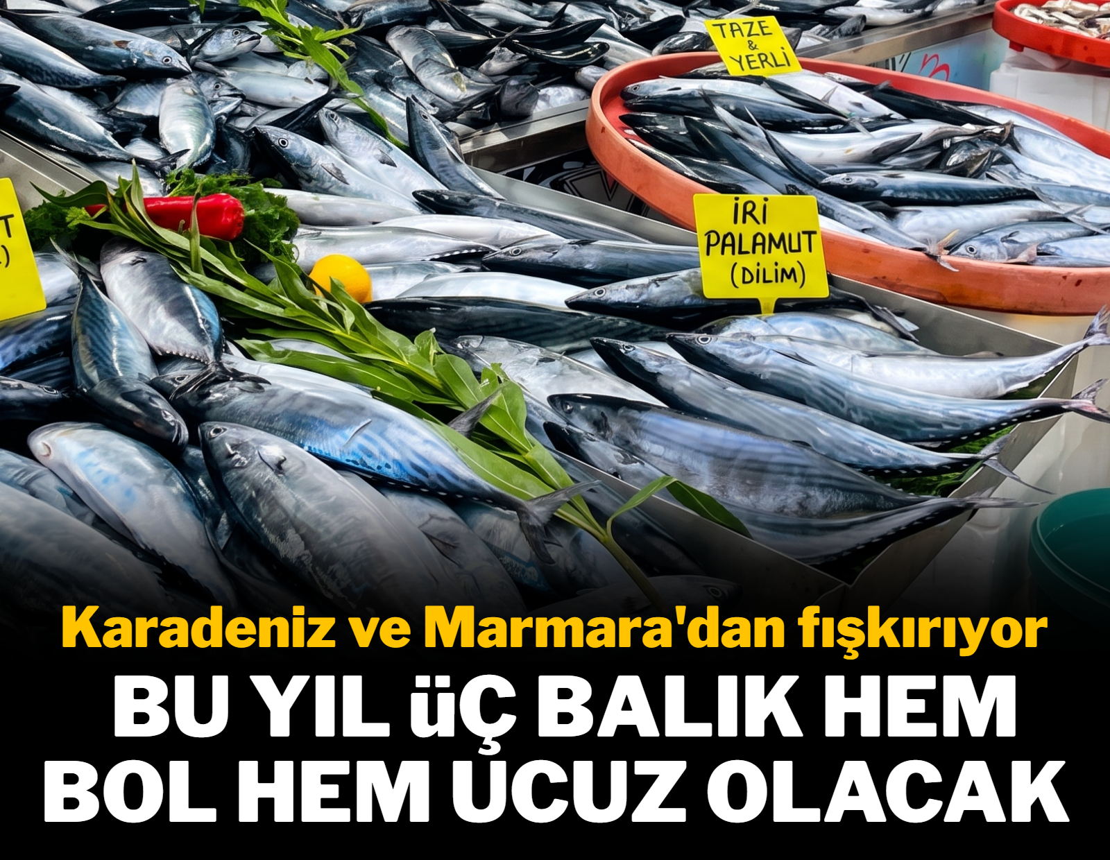 Karadeniz ve Marmara'dan fışkırıyor: Bu yıl üç balık hem bol hem ucuz olacak