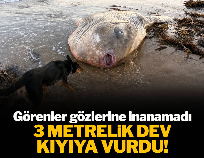 Görenler gözlerine inanamadı! 3 metrelik dev kıyıya vurdu